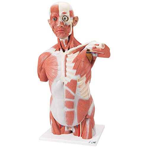 3B Scientific VA16 lebensgroßes Torso-Modell mit Muskeln, 27-teilig + kostenlose Anatomie App - 3B Smart Anatomy 3B Scientific VA16 lebensgroßes Torso-Modell mit Muskeln, 27-teilig + kostenlose Anatomie App - 3B Smart Anatomy von 3B Scientific