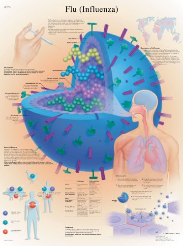 3B Scientific VR1722L Anatomie - Grippe-Diagramm, laminierte Version von 3B Scientific