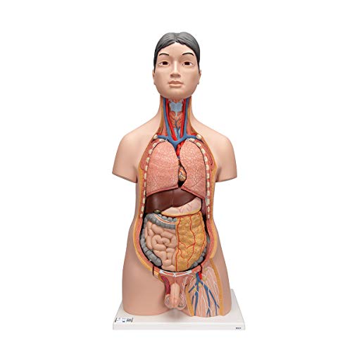 3B Scientific japanisches Deluxe-Torso-Modell, in Luxus-Ausführung, zweigeschlechtlich, 18-teilig + kostenlose Anatomie App - 3B Smart Anatomy von 3B Scientific