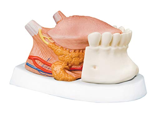 3B Scientific menschliche Anatomie - Zungenmodell, 2.5-fache Größe, 4-Teilig + kostenlose Anatomie App - 3B Smart Anatomy 3B Scientific menschliche Anatomie - Zungenmodell, 2.5-fache Größe, 4-Teilig + kostenlose Anatomie App - 3B Smart Anatomy von 3B Scientific