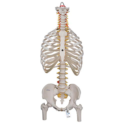 3B Scientific Menschliche Anatomie - Klassisches flexibles Wirbelsäulenmodell mit Brustkorb und Oberschenkelstümpfen + kostenlose Anatomie App - 3B Smart Anatomy von 3B Scientific
