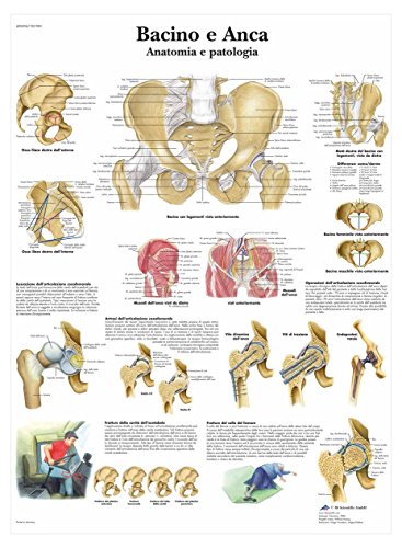3B Scientific Lehrtaffel laminiert - Bacino e Anca Chart - Italienisch von 3B Scientific