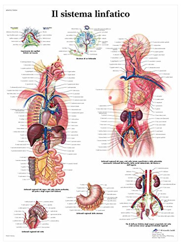 3B Scientific vr4392l das Lymphsystem, 1 von 3B Scientific