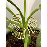 Monstera Pflanzenhalter Groß & Klein - 3D-Gedruckte Rankhilfe Für Kletterpflanzen | Philodendron/Pothos Stütze in Grün Oder Weiß Monstera Pflanzenhalter Groß & Klein - 3D-Gedruckte Rankhilfe Für Kletterpflanzen | Philodendron/Pothos Stütze in Grün Oder Weiß von 3DSeasons