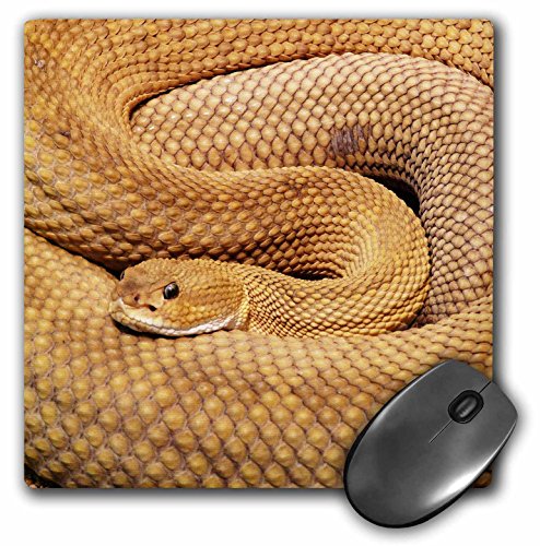 3dRose Snake. Basilisk Rattlesnake. Wildlife. Matte Finish Mouse Pad - 8 x 8 - mp_220694_1 von 3dRose