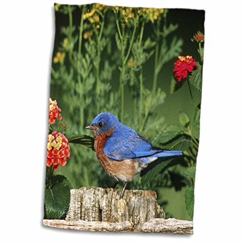 3dRose" Eastern Bluebird Männlicher auf Holzzaun in der Nähe von Garten, Lantana und Rue, Mehrfarbig, 38,1 x 55,9 cm von 3dRose