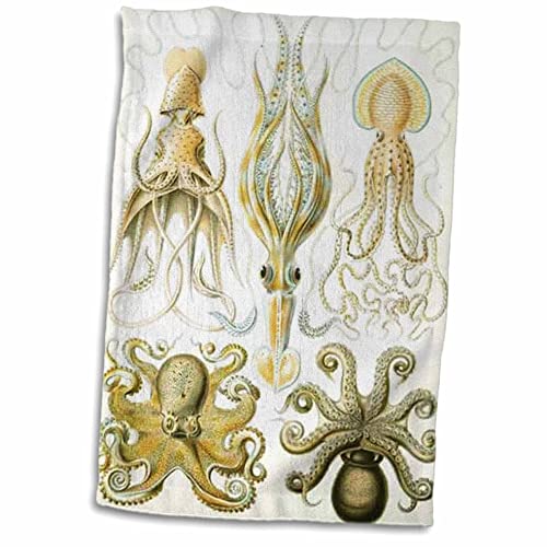 3dRose Handtuch, Motiv 1800 Zeichnung von berühmten Biologen Squids, Weiß, 38,1 x 55,9 cm von 3dRose