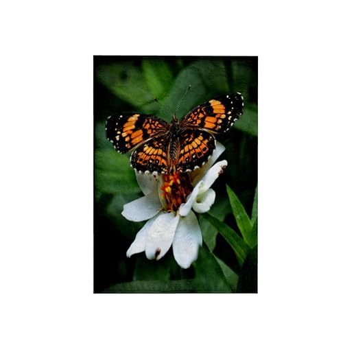 3dRose Handtuch, Motiv Fly a Photo with a Butterflies Wings, Mehrfarbig, 38,1 x 55,9 cm von 3dRose