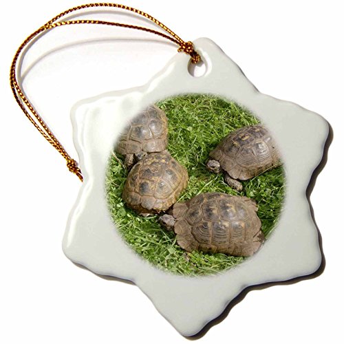 3dRose Türkische Schildkröten Schneeflocke Ornament von 3dRose