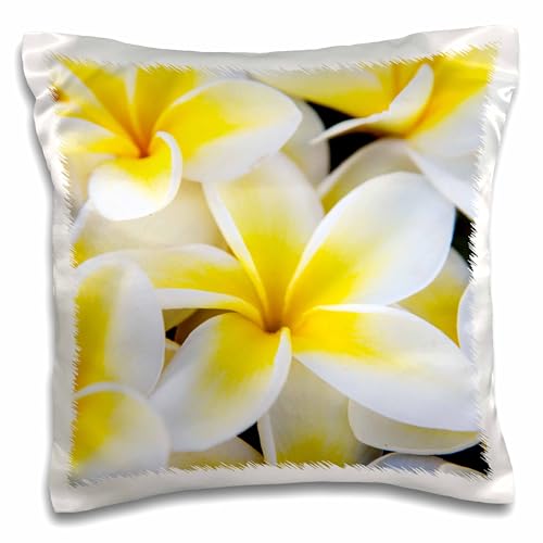 3dRose Usa, Hawaii, Maui, Close Up of Plumeria Flowers Kissenbezug, Weiß, 16 x 16 von 3dRose