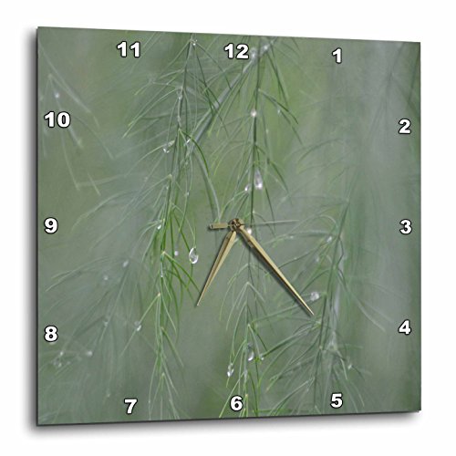 3dRose Wanduhr Spargelblätter nach dem Regen, 38 x 38 cm (DPP_254456_3) von 3dRose