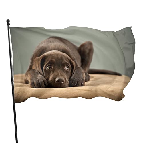 Flaggen 90X150cm Wunderschöner Entzückender Schokoladen-Labrador-Welpe, Süßer, Hübscher Süßer Labradorand#X627E; Fahnenkette Flaggen Uv-Beständig Fahnen Personalisierte Garten Fahnen Für Hof von 550
