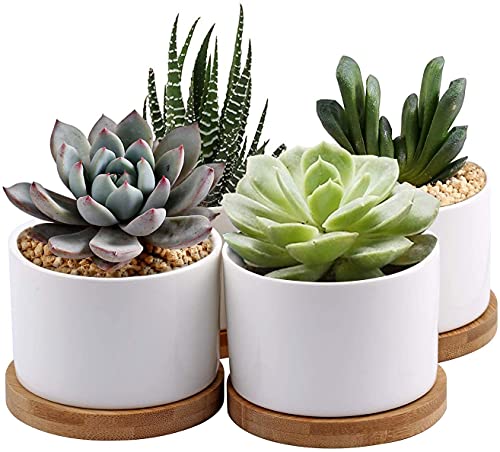 7WUNDERBAR Keramik Sukkulenten Töpfe Kaktus Pflanzer klein Übertopf 8cm Mini Blumentopf Töpfchen mit Bambus Untersetzer Rund Weiß 4er Set (Pflanze Nicht enthalten) von 7WUNDERBAR