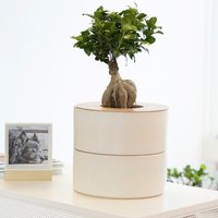 Zweiteilige Keramikurne Und Ginseng Bonsai | Inkl. Leinensäckchen Zweiteilige Keramikurne Und Ginseng Bonsai | Inkl. Leinensäckchen von 8memories