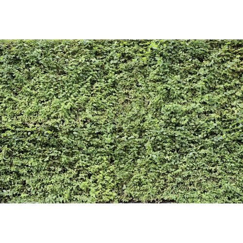 A.S. Creation AP Digital 3 Vlies Fototapete 470807 Hecke Material 200 g Vlies Premium A.S. Creation AP Digital 3 Vlies Fototapete 470807 Hecke Material 200 g Vlies Premium von A.S. Creation