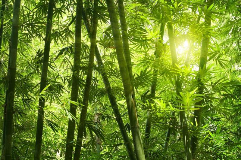 A.S. Création Fototapete A.S. Création XXL 5 Fototapete, Bambus, 4m x 2,67m A.S. Création Fototapete A.S. Création XXL 5 Fototapete, Bambus, 4m x 2,67m von A.S. Création