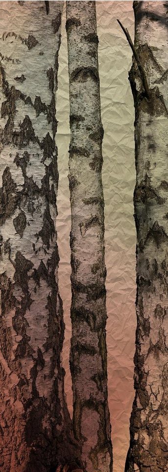 A.S. Création Fototapete A.S. Création XXL 5 Fototapete, Birken, 1m x 2,8m von A.S. Création