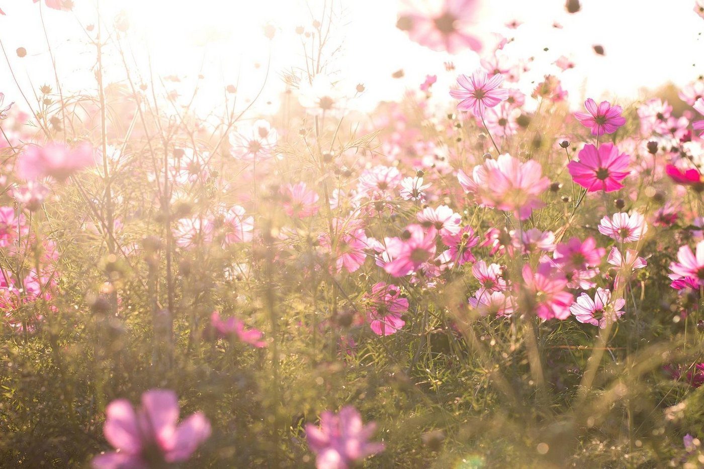 A.S. Création Fototapete A.S. Création XXL 5 Fototapete, Blumen, 4m x 2,67m A.S. Création Fototapete A.S. Création XXL 5 Fototapete, Blumen, 4m x 2,67m von A.S. Création