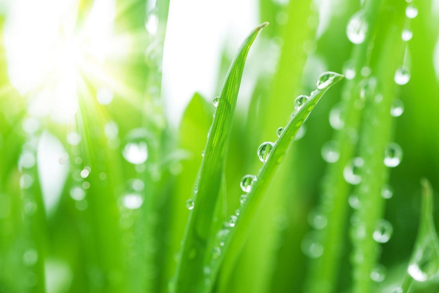 A.S. Création Fototapete A.S. Création XXL 5 Fototapete, Grashalme, 4m x 2,67m A.S. Création Fototapete A.S. Création XXL 5 Fototapete, Grashalme, 4m x 2,67m von A.S. Création