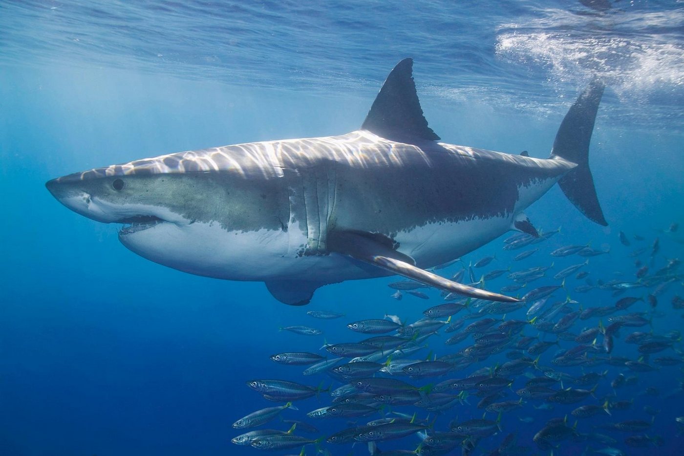 A.S. Création Fototapete A.S. Création XXL 5 Fototapete, Hai, 4m x 2,67m A.S. Création Fototapete A.S. Création XXL 5 Fototapete, Hai, 4m x 2,67m von A.S. Création