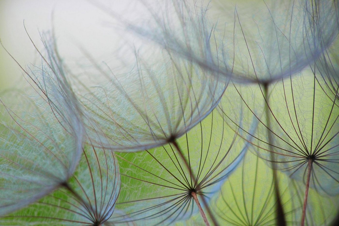 A.S. Création Fototapete A.S. Création XXL 5 Fototapete, Pusteblume, 4m x 2,67m A.S. Création Fototapete A.S. Création XXL 5 Fototapete, Pusteblume, 4m x 2,67m von A.S. Création