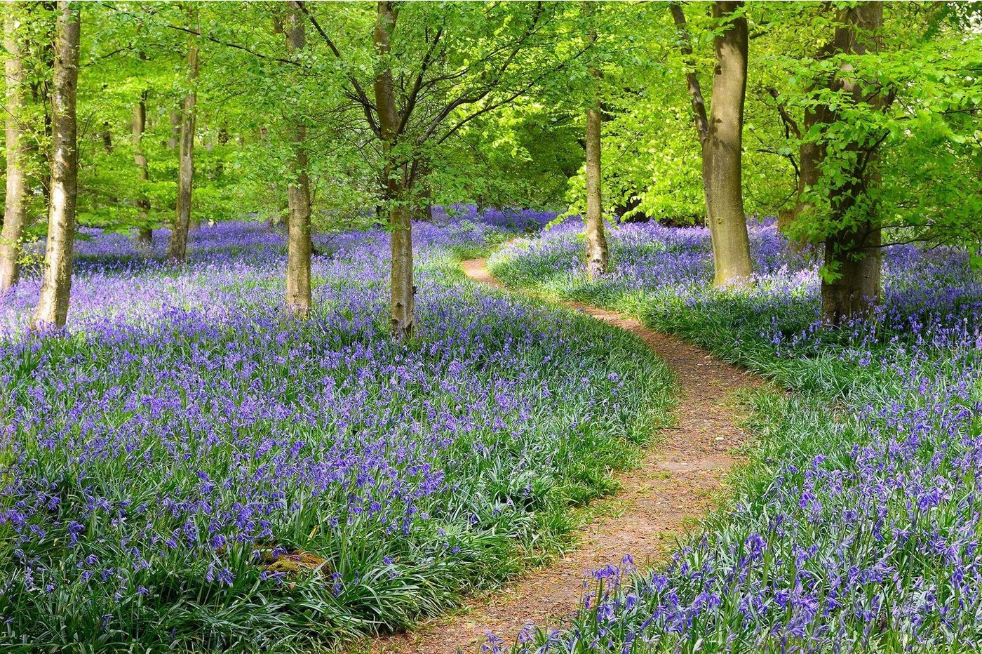 A.S. Création Fototapete A.S. Création XXL 5 Fototapete, Wald, 4m x 2,67m A.S. Création Fototapete A.S. Création XXL 5 Fototapete, Wald, 4m x 2,67m von A.S. Création