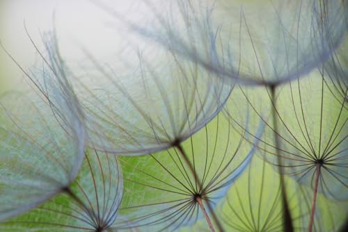 A.S. Création Fototapete Dendelions 3,75 m x 2,50 m - WALLLOVE Tapete mit Pusteblumen in Grün, Grau inkl. Kleister - DD129569 A.S. Création Fototapete Dendelions 3,75 m x 2,50 m - WALLLOVE Tapete mit Pusteblumen in Grün, Grau inkl. Kleister - DD129569 von A.S. Création