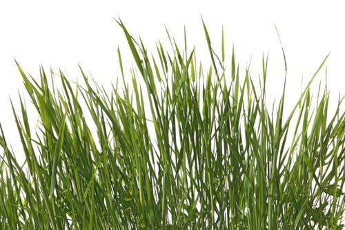 A.S. Création Fototapete Grassland 3,75 m x 2,50 m - WALLLOVE Tapete Grashalme in Weiß, Grün inkl. Kleister - DD129580 A.S. Création Fototapete Grassland 3,75 m x 2,50 m - WALLLOVE Tapete Grashalme in Weiß, Grün inkl. Kleister - DD129580 von A.S. Création