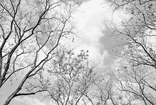 A.S. Création Fototapete - Tapete Winterwald in Grau, Weiß und Schwarz - Wandtapete für verschiedene Räume - Vliestapete Wandbild XXL 384 x 260 cm A.S. Création Fototapete - Tapete Winterwald in Grau, Weiß und Schwarz - Wandtapete für verschiedene Räume - Vliestapete Wandbild XXL 384 x 260 cm von A.S. Création
