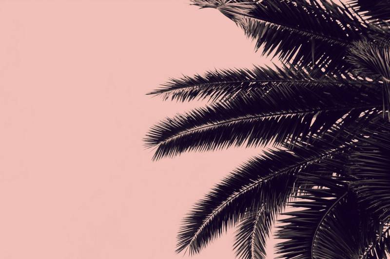 A.S. Création Leinwandbild Leinwand Palm Tree 60 x 40 cm von A.S. Création