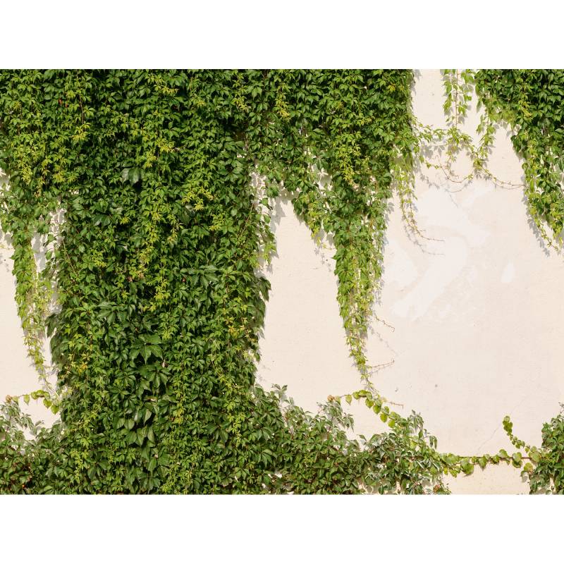 A.S. Création Vliestapete 'The Wall II' Efeu Wand grün 7-teilig 3,71 x 2,80 m von A.S. Création