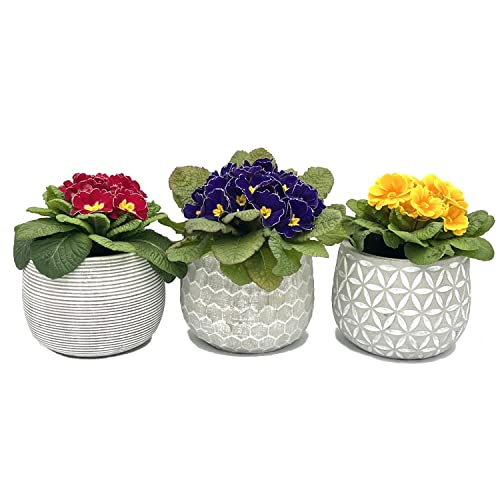 AAF Nommel Blumentopf Übertopf Pflanztopf Pflanzschale rund Beton 3 Set Topf Kübel Ø 17 cm, 017-09 von AAF Nommel