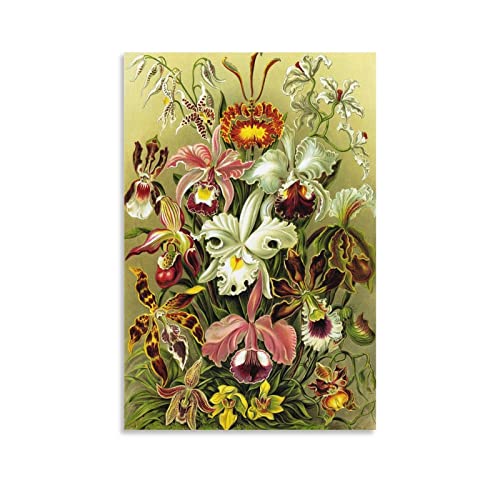 AAOTE Ernst Haeckel Malerei Kunstposter mit Orchideen-Blumen, coole Kunstwerke, Malerei, Wandkunst, Leinwanddrucke, hängende Bilder, Poster, 20 x 30 cm von AAOTE