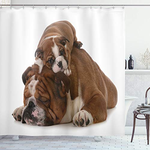 ABAKUHAUS Englische Bulldogge Duschvorhang, Vater und Sohn, Stoffliches Gewebe Badezimmerdekorationsset mit Haken, 175 x 220 cm, Schwarz Braun Weiß von ABAKUHAUS