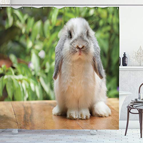 ABAKUHAUS Hase Duschvorhang, Foto von Holland Lop Rabbit, Stoffliches Gewebe Badezimmerdekorationsset mit Haken, 175 x 220 cm, Mehrfarbig von ABAKUHAUS