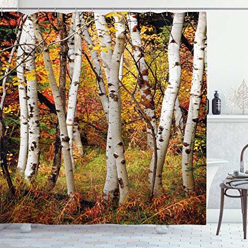 ABAKUHAUS Herbst Duschvorhang, Weiße Birken Serenity, Stoffliches Gewebe Badezimmerdekorationsset mit Haken, 175 x 240 cm, Mehrfarbig von ABAKUHAUS