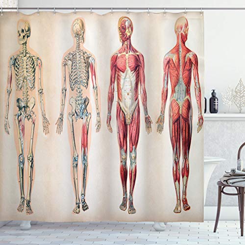 ABAKUHAUS Jahrgang Duschvorhang, Anatomie Menschlicher Körper, Stoffliches Gewebe Badezimmerdekorationsset mit Haken, 175 x 200 cm, Creme Rubin von ABAKUHAUS