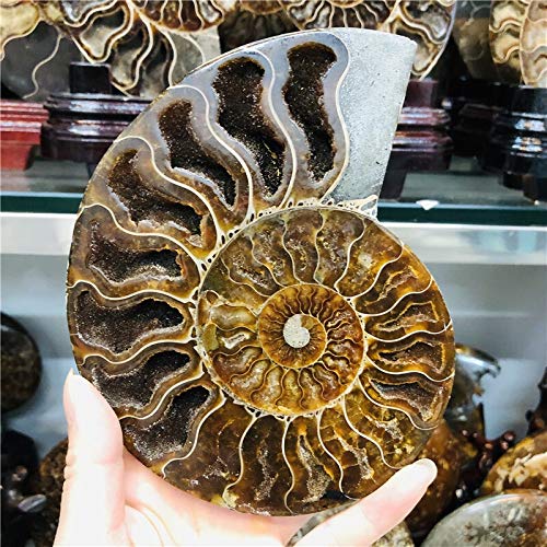 ABCBCA 1 STÜCKE Große Größe Madagaskar Fossilien Irisierende Ammoniten-Natursteine ​​und Mineralien-Exemplare (Size : 1000 1100g) von ABCBCA