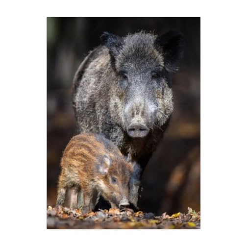 ABCWARRT Wildlife Leinwand Malerei Tiger Braunbär Poster Bison Wildschwein Bild Home Wohnzimmer Korridor Dekoration Hintergrundbilder (40 * 50cm Kein Rahmen,3) von ABCWARRT