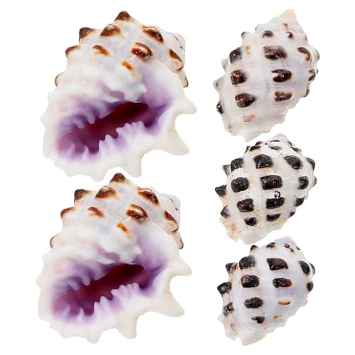 ABOOFAN 5 Stück Teiliges Naturkonch Deko für Aquarium Realistische Meeresmuschel Ornamente für DIY Fischbecken Gestaltung für Sammler und Heimdekoration ABOOFAN 5 Stück Teiliges Naturkonch Deko für Aquarium Realistische Meeresmuschel Ornamente für DIY Fischbecken Gestaltung für Sammler und Heimdekoration von ABOOFAN