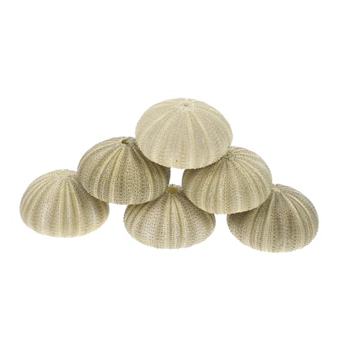 ABOOFAN 6stücke Seeigel-blumentöpfe Dekorative Muschel-pflanzgefäße Für Luftpflanzen Gartenornamente Und Tischdekoration Für Kreative DIY-projekte Und Geschenkideen ABOOFAN 6stücke Seeigel-blumentöpfe Dekorative Muschel-pflanzgefäße Für Luftpflanzen Gartenornamente Und Tischdekoration Für Kreative DIY-projekte Und Geschenkideen von ABOOFAN