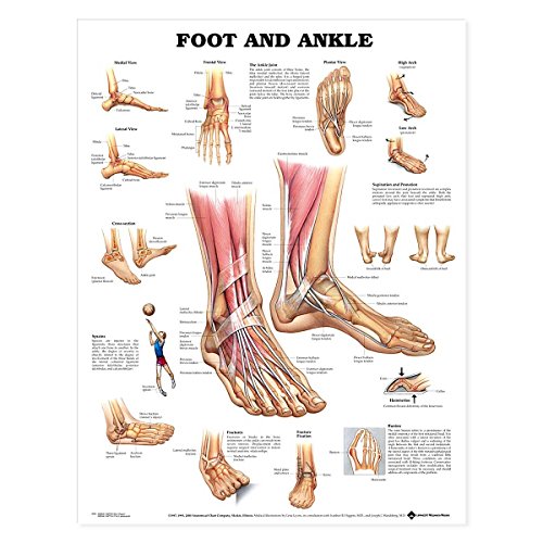 Foot and Ankle Anatomical Chart von ACC