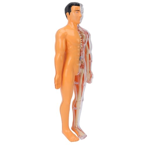 ACOGEDO Human Model Kit mit 26 Abnehmbaren Knochen & Glühen Im Dunklen Skelett - Bildungsstammspielzeug für und Studenten von ACOGEDO