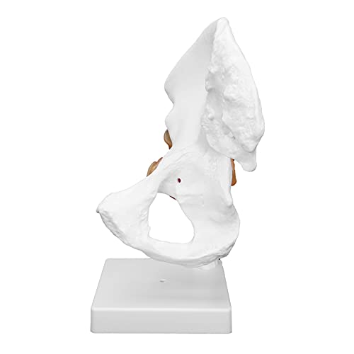 ACOGEDO Professionelles Menschliches Hüftgelenkmodell Lebensgröße Anatomisches Hüftknochenmodell mit Bändern für Medizinische Unterricht und Anatomieverständnis - Realistisches PVC -Koxal Gelenkmodell von ACOGEDO