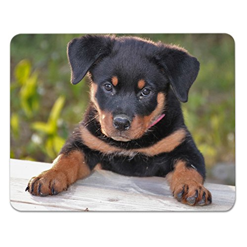Addies Mousepad "HUNDE CLOSE UP", schönes Mauspad mit Hunde Motiv in feiner Cellophan Geschenk-Verpackung mit Kautschuk Untermaterial, 240x190mm, Hundemotiv-27 von addies