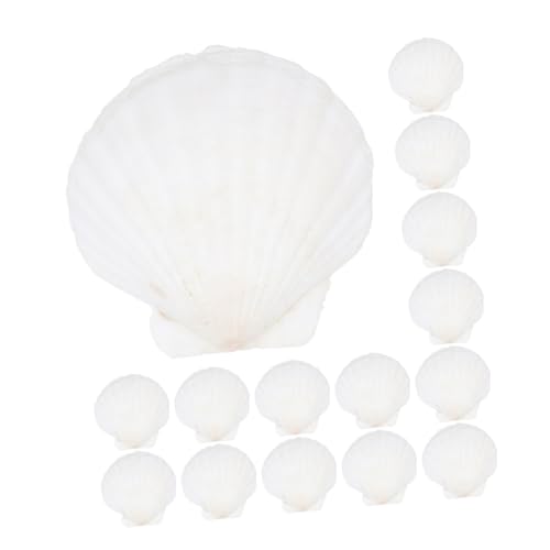ADOCARN 40 Stück DIY Naturweiße Muscheln für Aquarien Strandpartys Bastelprojekte Heimdekoration und ADOCARN 40 Stück DIY Naturweiße Muscheln für Aquarien Strandpartys Bastelprojekte Heimdekoration und von ADOCARN