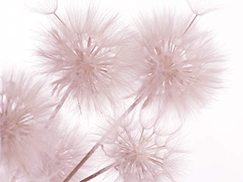 AG Design - Fototapete - Blumen Nahaufnahme - Papier Fototapete – 360 x 254 cm – 4 Teile – FTS 1326 von AG Design