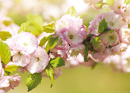 Fototapete FTNm2631 Photomurals Zwetschage von AG Design