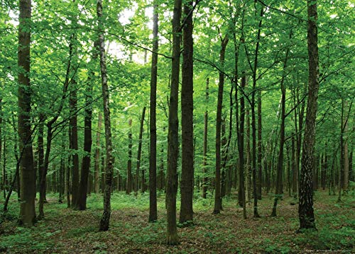 Fototapete FTNm2656 Photomurals Wald von AG Design