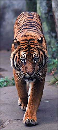 Fototapete FTNv2800 Photomurals Tiger von AG Design